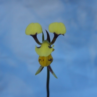 Diuris sulphurea (Tiger Orchid) at Canberra Central, ACT - 27 Oct 2015 by MichaelMulvaney