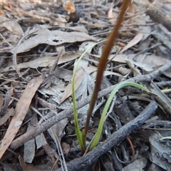 Diuris sulphurea at Point 60 - suppressed