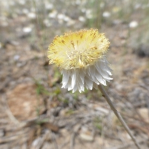 Leucochrysum albicans subsp. tricolor at Farrer, ACT - 27 Oct 2015