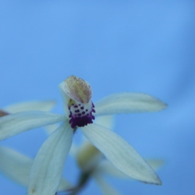 Caladenia cucullata (Lemon Caps) at Point 5816 - 27 Oct 2015 by MichaelMulvaney