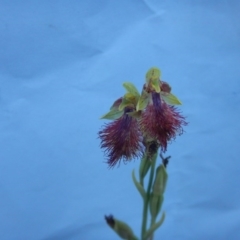 Calochilus montanus (Copper Beard Orchid) at Black Mountain - 27 Oct 2015 by MichaelMulvaney