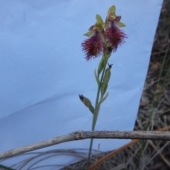 Calochilus montanus at Point 60 - 27 Oct 2015