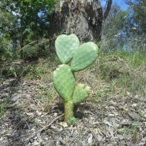 Opuntia ficus-indica at Farrer, ACT - 27 Oct 2015