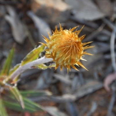 Coronidium oxylepis subsp. lanatum (Woolly Pointed Everlasting) at Black Mountain - 27 Oct 2015 by MichaelMulvaney