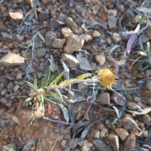 Coronidium oxylepis subsp. lanatum at O'Connor, ACT - 27 Oct 2015