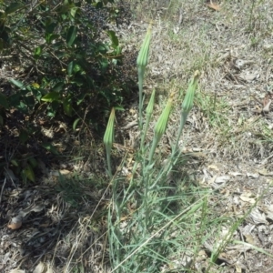 Tragopogon dubius at Farrer, ACT - 27 Oct 2015