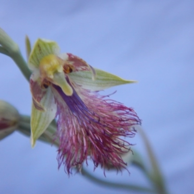 Calochilus montanus (Copper Beard Orchid) at Point 60 - 27 Oct 2015 by MichaelMulvaney