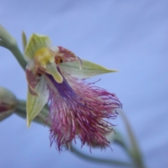 Calochilus montanus (Copper beard orchid) at Point 60 - 27 Oct 2015 by MichaelMulvaney