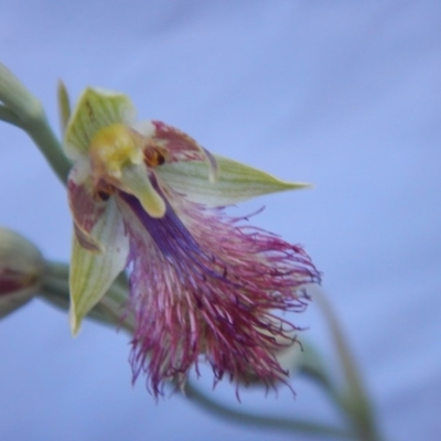 Calochilus montanus (Copper Beard Orchid) at Black Mountain - 27 Oct 2015 by MichaelMulvaney