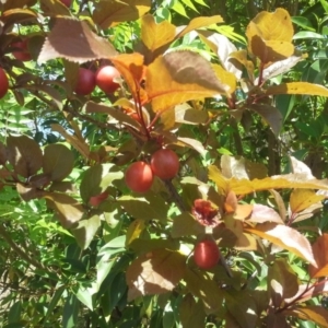 Prunus cerasifera at Farrer, ACT - 27 Oct 2015