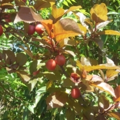 Prunus cerasifera (Cherry Plum) at Farrer, ACT - 27 Oct 2015 by Mike