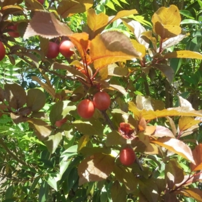 Prunus cerasifera (Cherry Plum) at Farrer, ACT - 27 Oct 2015 by Mike