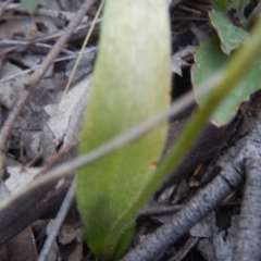 Glossodia major (Wax Lip Orchid) at Black Mountain - 27 Oct 2015 by MichaelMulvaney