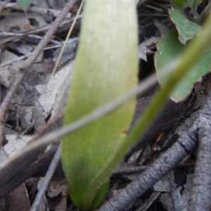 Glossodia major at Point 5816 - 27 Oct 2015