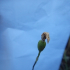 Glossodia major at Point 5816 - 27 Oct 2015