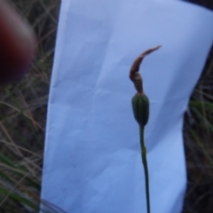 Glossodia major at Point 5816 - 27 Oct 2015