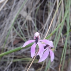 Caladenia congesta (Pink Caps) at Black Mountain - 27 Oct 2015 by MichaelMulvaney