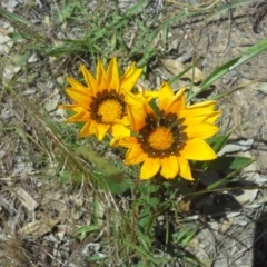 Gazania x splendens (Gazania) at Farrer, ACT - 27 Oct 2015 by Mike