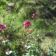 Centranthus ruber (Red Valerian, Kiss-me-quick, Jupiter's Beard) at Jerrabomberra, ACT - 27 Oct 2015 by Mike