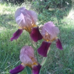 Iris germanica (Tall Bearded Iris) at Isaacs Ridge and Nearby - 27 Oct 2015 by Mike