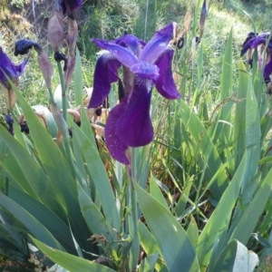 Iris germanica at Jerrabomberra, ACT - 10 Oct 2015 09:38 AM