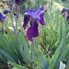 Iris germanica (Tall Bearded Iris) at Jerrabomberra, ACT - 9 Oct 2015 by Mike