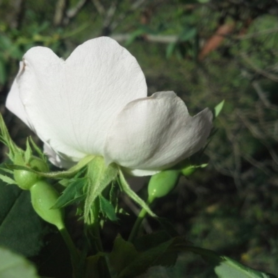 Rosa canina (Dog Rose) at Isaacs Ridge and Nearby - 27 Oct 2015 by Mike