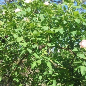 Rosa canina at Isaacs Ridge - 27 Oct 2015 05:01 PM