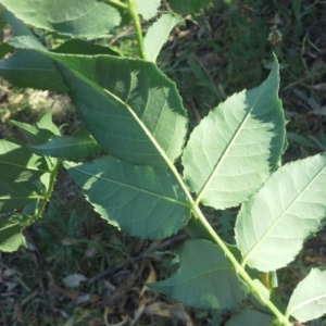 Rosa canina at Isaacs Ridge - 27 Oct 2015 05:01 PM