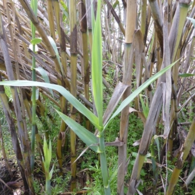 Arundo donax (Spanish Reed, Giant Reed) at Jerrabomberra, ACT - 9 Oct 2015 by Mike