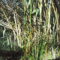 Arundo donax (Spanish Reed, Giant Reed) at Isaacs Ridge and Nearby - 27 Oct 2015 by Mike