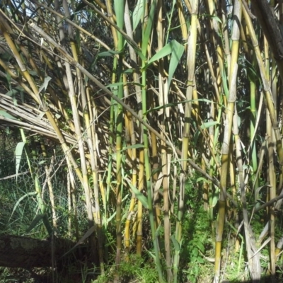 Arundo donax (Spanish Reed, Giant Reed) at Isaacs Ridge - 27 Oct 2015 by Mike