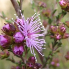 Kunzea parvifolia (Violet Kunzea) at Jerrabomberra, ACT - 9 Oct 2015 by Mike