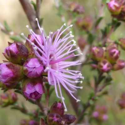 Kunzea parvifolia (Violet Kunzea) at Jerrabomberra, ACT - 9 Oct 2015 by Mike