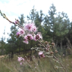 Kunzea parvifolia at Jerrabomberra, ACT - 10 Oct 2015 09:55 AM