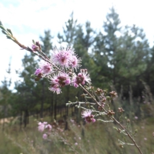 Kunzea parvifolia at Jerrabomberra, ACT - 10 Oct 2015 09:55 AM