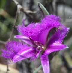 Thysanotus tuberosus subsp. tuberosus (Common Fringe-lily) at Black Mountain - 27 Oct 2015 by JasonC