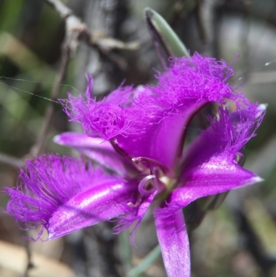 Thysanotus tuberosus subsp. tuberosus (Common Fringe-lily) at Black Mountain - 27 Oct 2015 by JasonC