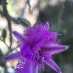 Thysanotus tuberosus subsp. tuberosus at Canberra Central, ACT - 27 Oct 2015 11:07 PM