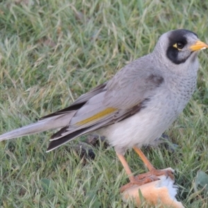 Manorina melanocephala at Greenway, ACT - 27 Oct 2015