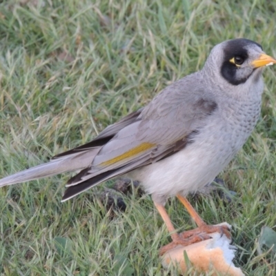 Manorina melanocephala (Noisy Miner) at Greenway, ACT - 27 Oct 2015 by MichaelBedingfield