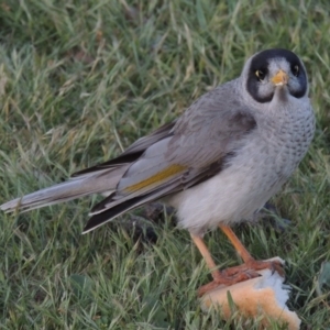 Manorina melanocephala at Greenway, ACT - 27 Oct 2015 06:56 PM