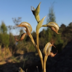 Oligochaetochilus hamatus (Southern Hooked Rustyhood) at Greenway, ACT - 27 Oct 2015 by MichaelBedingfield