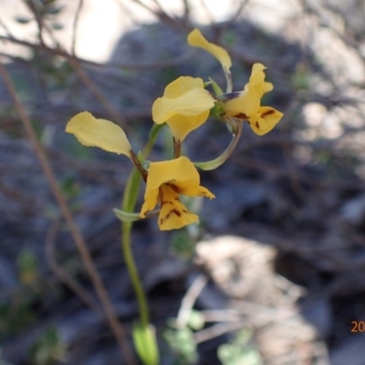 Diuris nigromontana (Black Mountain Leopard Orchid) at Bruce, ACT - 11 Oct 2015 by jhr