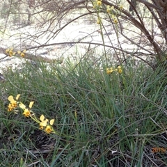 Diuris nigromontana at Point 5827 - 12 Oct 2015