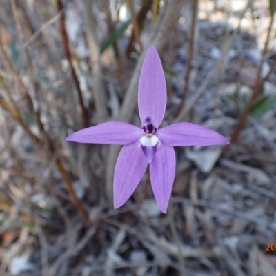 Glossodia major (Wax Lip Orchid) at Point 5827 - 12 Oct 2015 by jhr