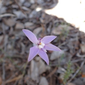 Glossodia major at Point 5827 - suppressed