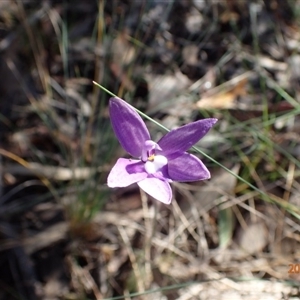 Glossodia major at Point 5827 - 12 Oct 2015