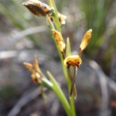 Diuris sp. (A Donkey Orchid) at Bruce, ACT - 11 Oct 2015 by jhr