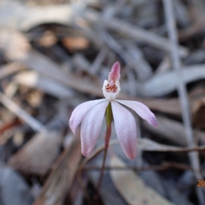 Caladenia fuscata (Dusky Fingers) at Bruce, ACT - 11 Oct 2015 by jhr